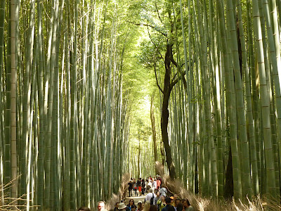 Arashiyama Bamboo Grove in Kyoto