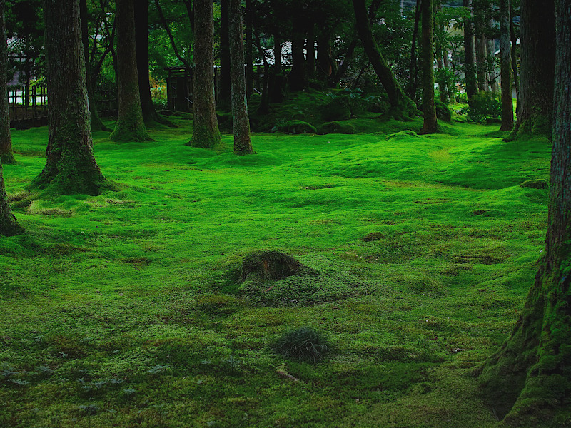 Moss Garden of Kokedera (Saihoji) Temple in Kyoto