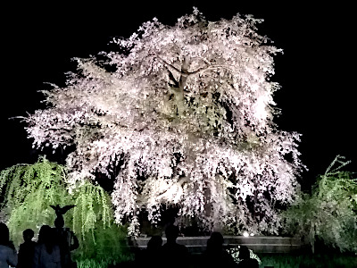 Shidarezakura Illumination in Maruyama Park in Kyoto