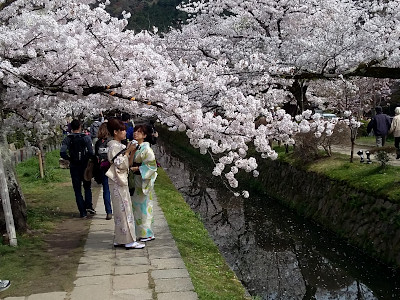 Cherry Blossom Philosopher's Path in Kyoto