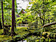 Sanzenin Temple in Kyoto