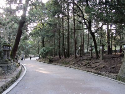 Kasugayama Primeval Forest in Nara